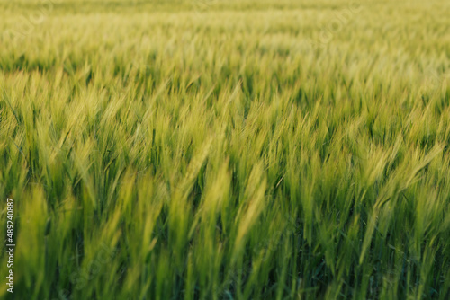 Green wheat field in the sunny day. Agriculture concept.