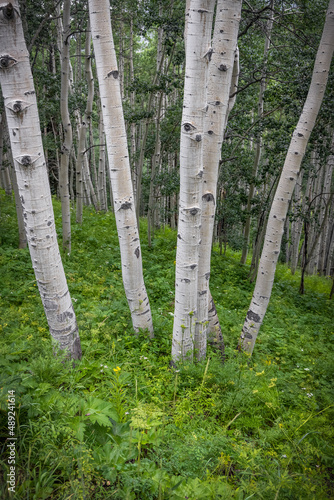 Close up view of Aspen trees in Colorado countryside
