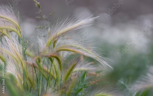 Close up shot of Foxtail barley grass