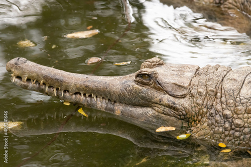 False Gharial  Ghavial resting in a swamp and open eyes