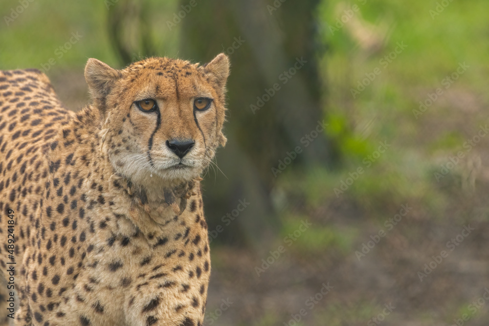 Cheetah (Acinonyx jubatus) portrait. Beautiful African predator. Cheetah (Acinonyx jubatus) portrait. Beautiful African predator.