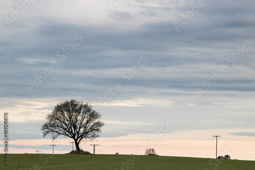 Solitärbaum auf der Feldkuppe photo