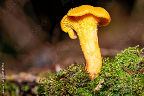 close up view of a girolle - chanterelle - in natural environment