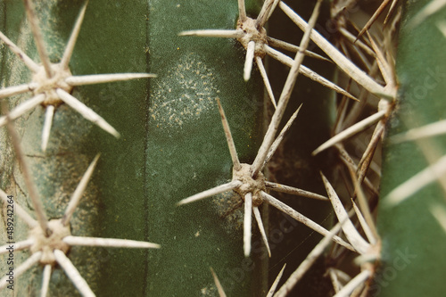 Cactus with thorns. Green cacti. Thorn details. cacti closeup