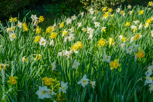 Close up of daffodil flowers in the spring 