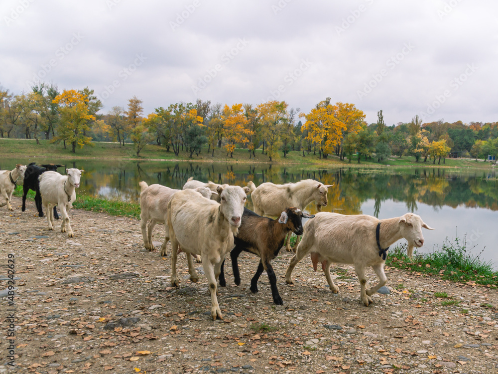 Fototapeta premium A herd of goats grazing by the lake. Goats of dark and white color. Goats are walking along the road near the pond. Pets giving milk.