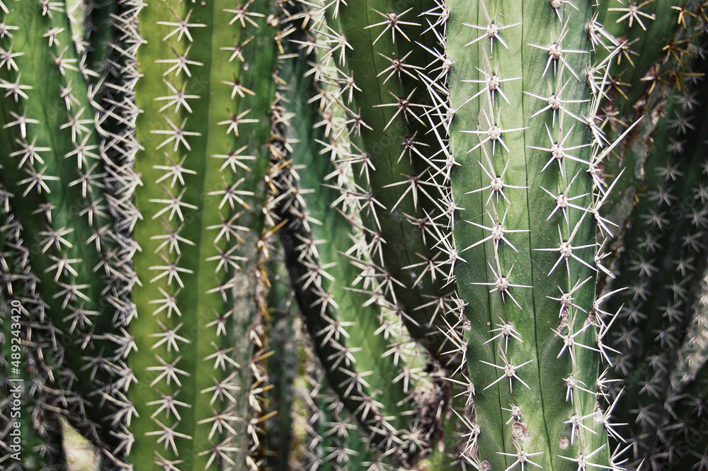Cactus with thorns. Green cacti. Thorn details. cacti closeup Cactus with thorns. Green cacti. Thorn details. cacti closeup