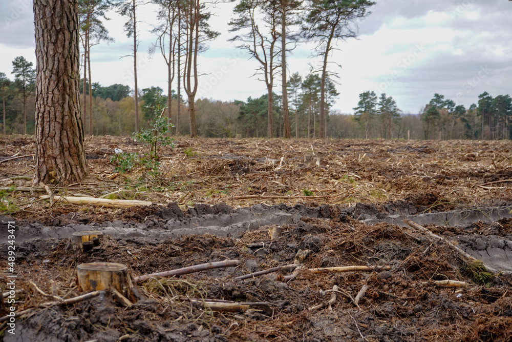 Close up of freshly cut down tree stumps in a forest Close up of freshly cut down tree stumps in a forest