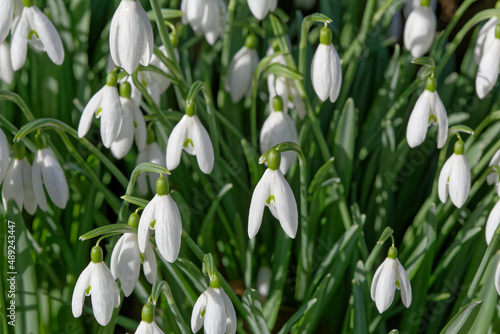 Perce-neige en gros plan. photo