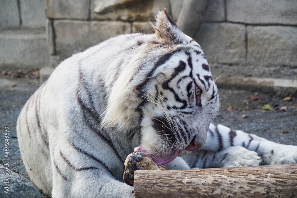 Naklejka premium 動物園にいるホワイトタイガーが可愛くて癒される