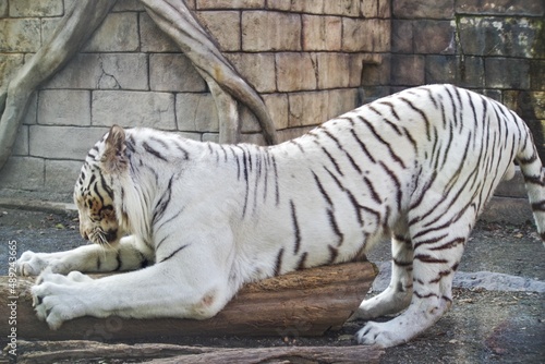 Fototapeta Naklejka Na Ścianę i Meble -  動物園にいるホワイトタイガーが可愛くて癒される