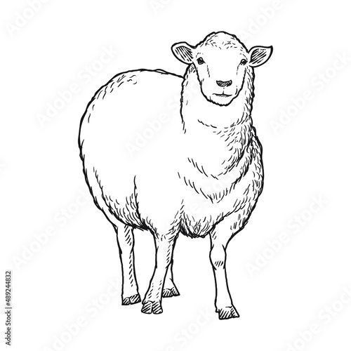 sheep goat or long horn 
