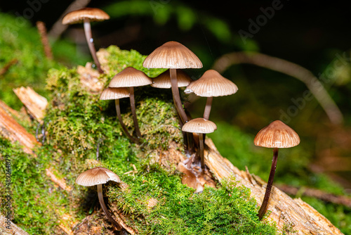 a group of small mushrooms on a mossy tree stump