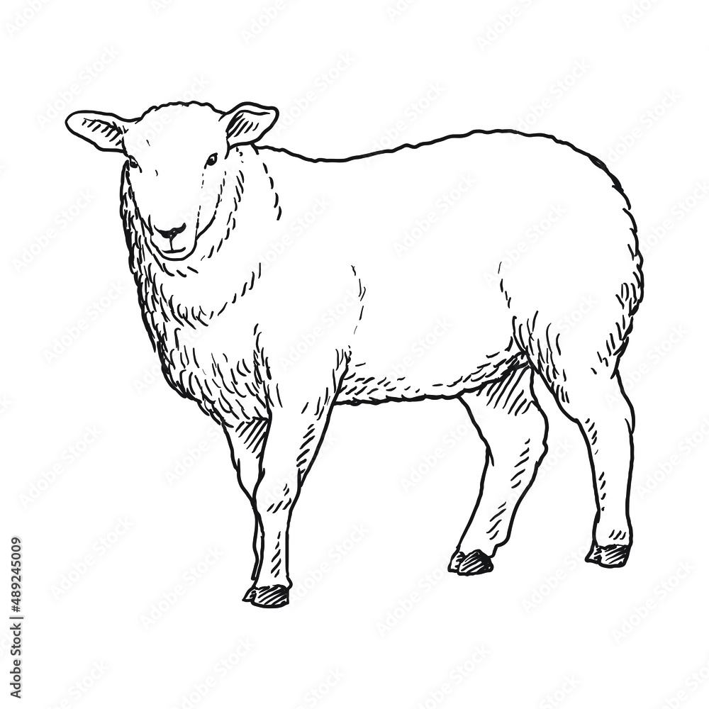 sheep goat or long horn 