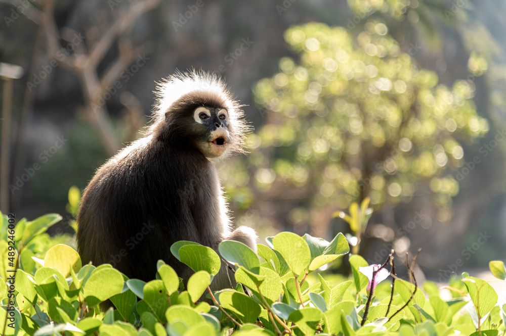 Obraz premium Dusky leaf monkey or Glasses langur eat morning groly at Tonsai Beach, krabi , thailand