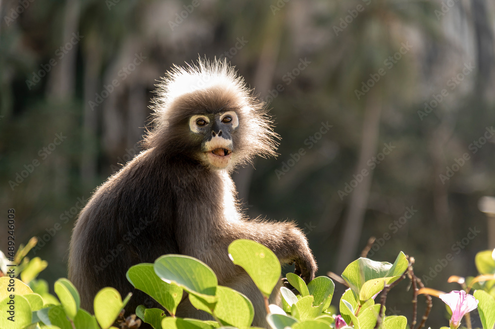 Dusky leaf monkey or Glasses langur eat morning groly at Tonsai Beach, krabi , thailand Dusky leaf monkey or Glasses langur eat morning groly at Tonsai Beach, krabi , thailand