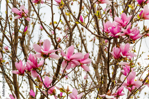 Pink flowers on a tree