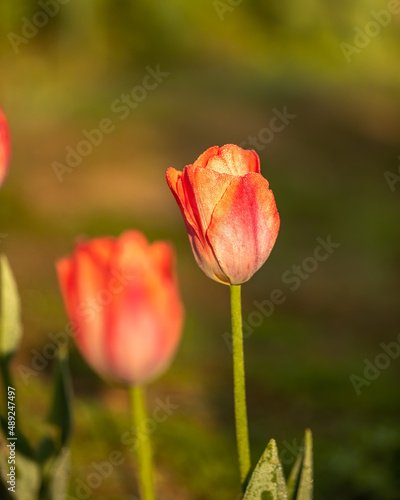 Pink Tulip pair in Garden
