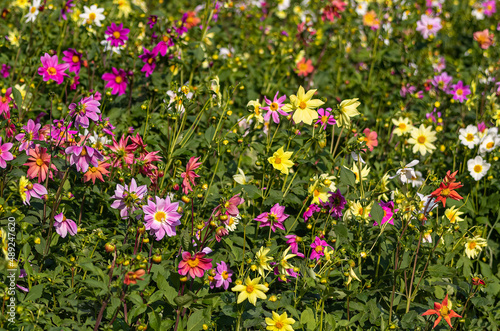 Dahlia Pinnata flowers in a garden