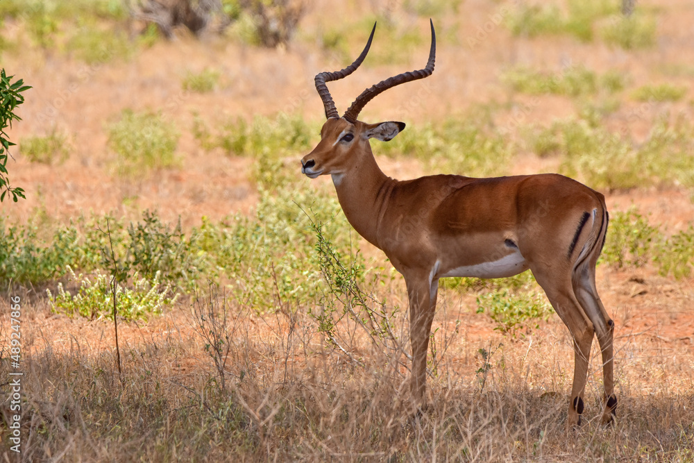 Safari in the African savannah. Impala antelope in the National Park. Safari in the African savannah. Impala antelope in the National Park.