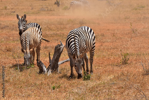 Safari in the African savannah. Zebras in the National Park of Kenya.