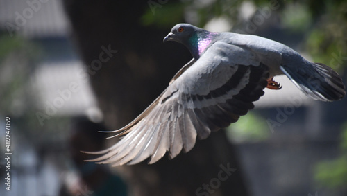 pigeon flying wing on the ground