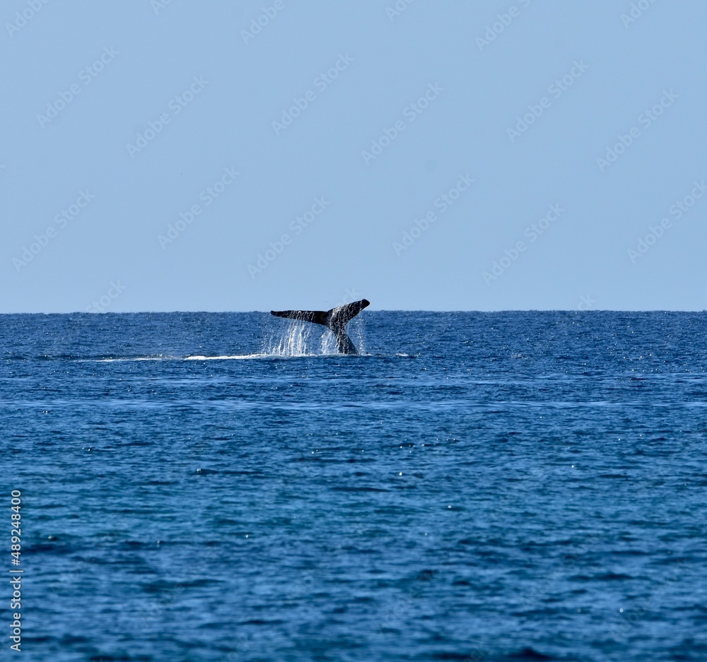 Fototapeta premium Humpback Whale