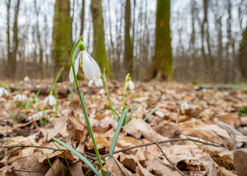 Snowdrops sprouting in February 2022