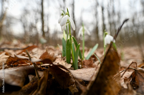 Snowdrops sprouting in February 2022