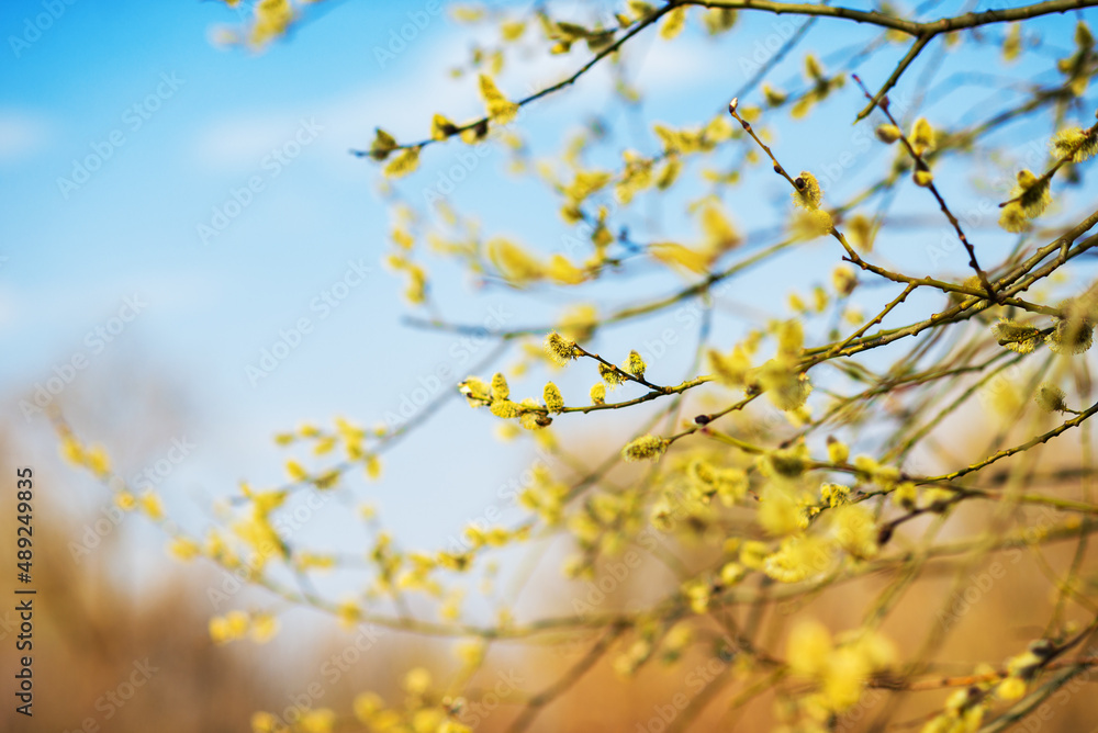 Catkins on a Willow twig against a blue sky during spring Catkins on a Willow twig against a blue sky during spring