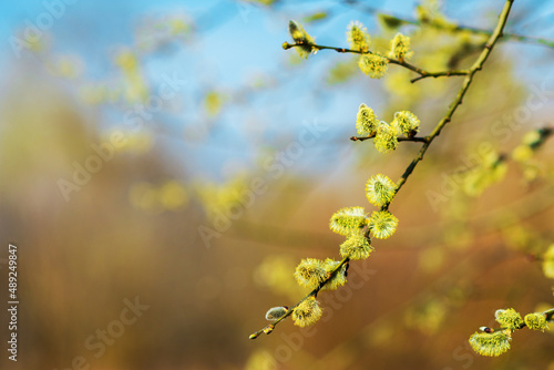 Catkins on a Willow twig against a blue sky during spring