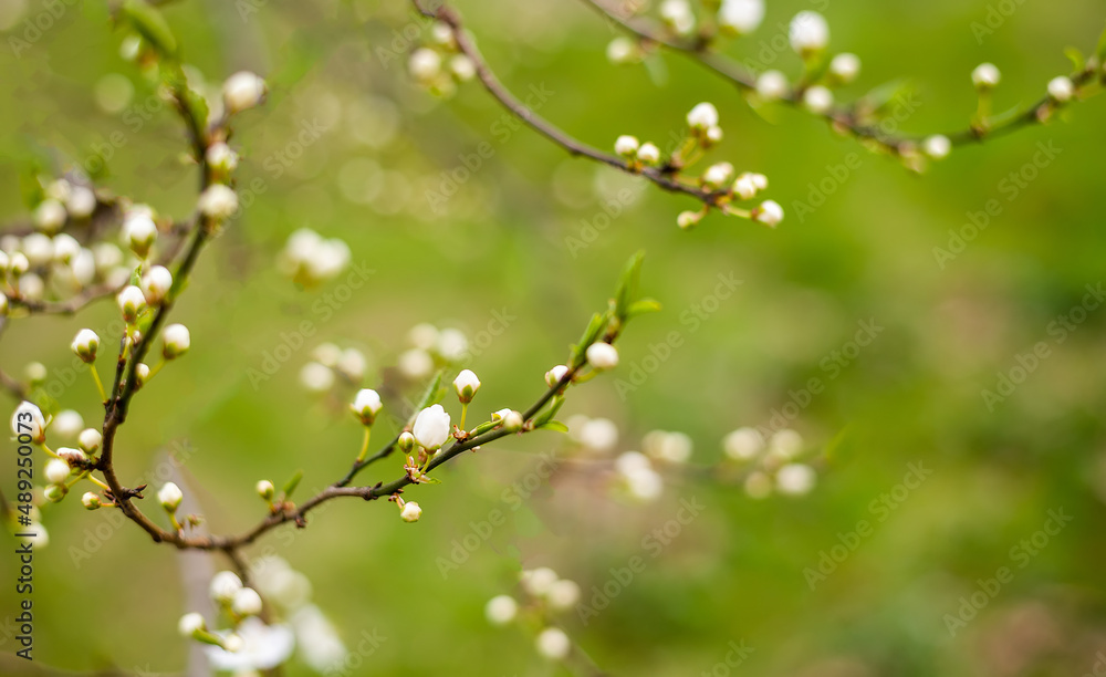 Spring background with white flowers. A blooming garden. Spring background with white flowers. A blooming garden.