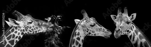 portrait of giraffes on black background photo