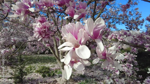 Blooming Magnolia branches on blue sky background. Close up view. 