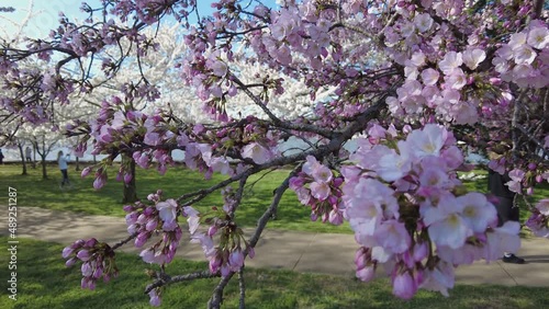 Cherry Blossoms At Peak Bloom on blue sky background during the Windy weather.