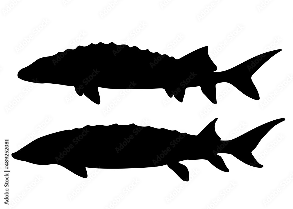 Sturgeon fish in a set. Vector image. Sturgeon fish in a set. Vector image.