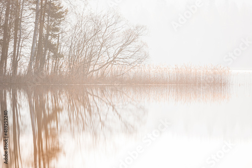 Reeds and trees in still lake