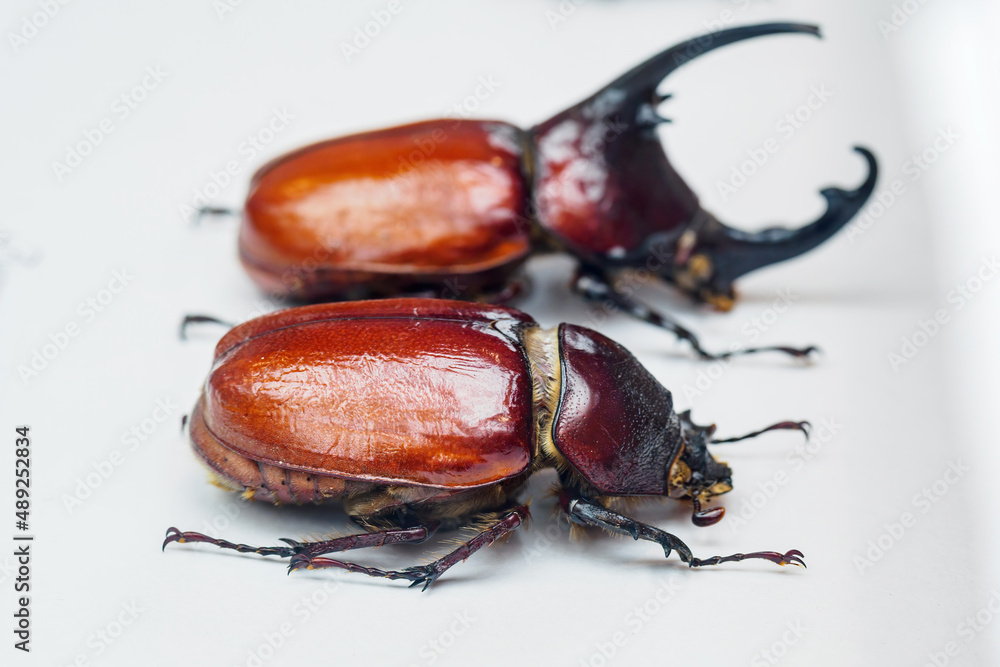 Steamed exotic beetle coloured on white paper. Steamed exotic beetle coloured on white paper.