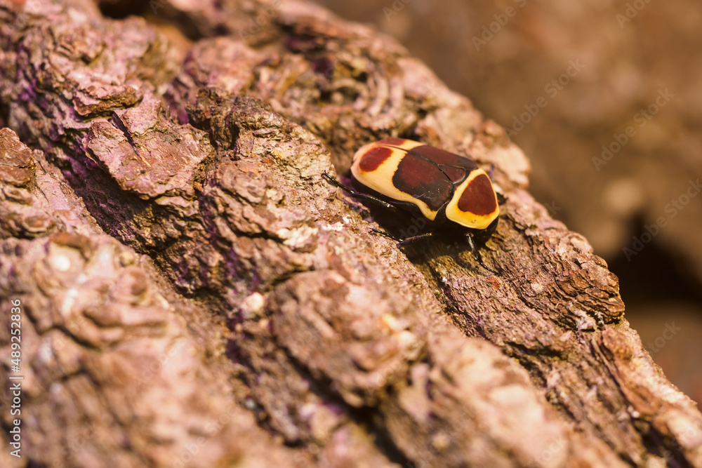 Congo goldenrod spotted beetle on pine bark. Congo goldenrod spotted beetle on pine bark.