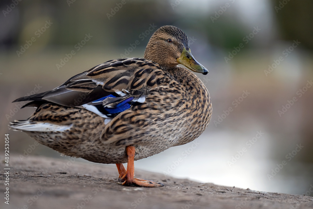 The duck climbed out of the stream and stands on the shore. The duck climbed out of the stream and stands on the shore.