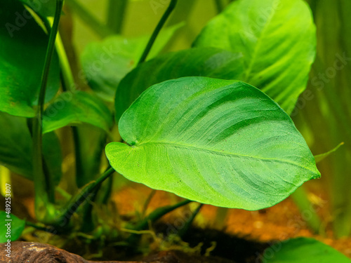 selective focus of an Anubias Barteri leaf with blurred background - aquarium plant photo
