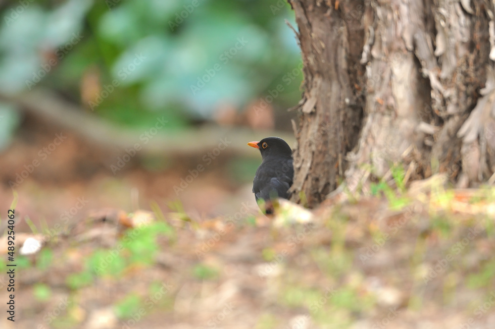 Obraz premium Merle Noir / Blackbird