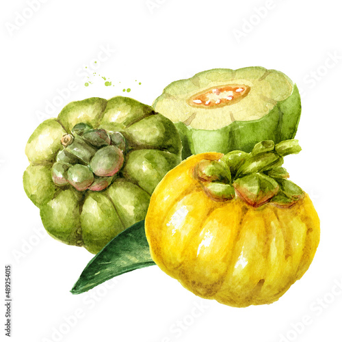 Garcinia cambogia atroviridis fruit, superfood,  antioxidant. Hand drawn  watercolor illustration isolated on white background photo