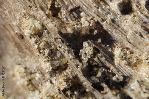 bois flott   sur la plage en macro