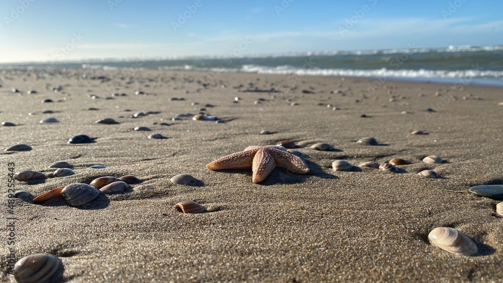 Starfish and sea shells on wet sand Starfish and sea shells on wet sand