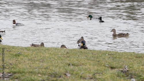 video of ducks on a lake in fall in a germania park
