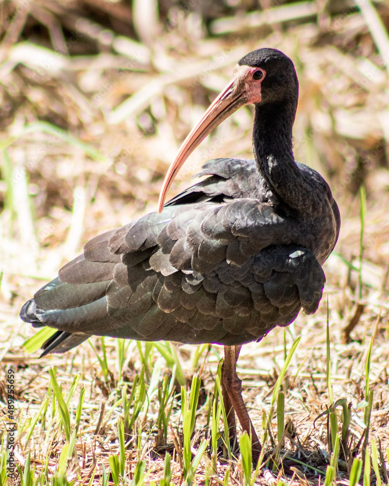 Naklejka premium Animal in nature, birds and bugs