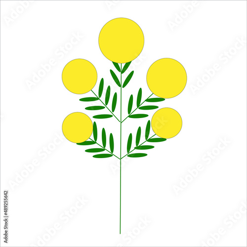 a sprig of mimosa vector, a flower of spring.