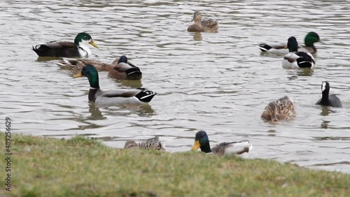 video of ducks on a lake in fall in a germania park