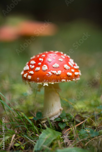 fly agaric or fly amanita - Amanita muscaria in natural environment. distinctive is the red cap with white spots